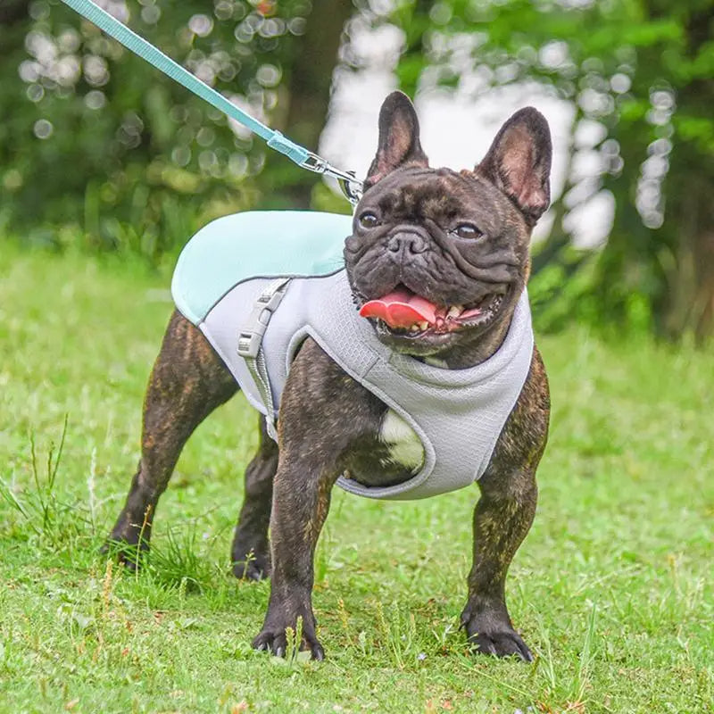 Dog Cooling Vest for Outdoor Walks