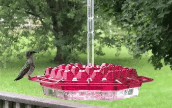 Ant-Proof Hummingbird Feeder