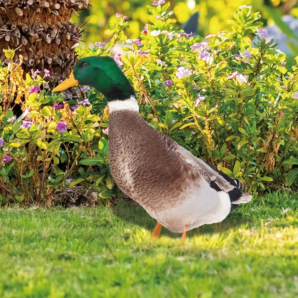 Double-Sided Outdoor Duck Garden Decoration