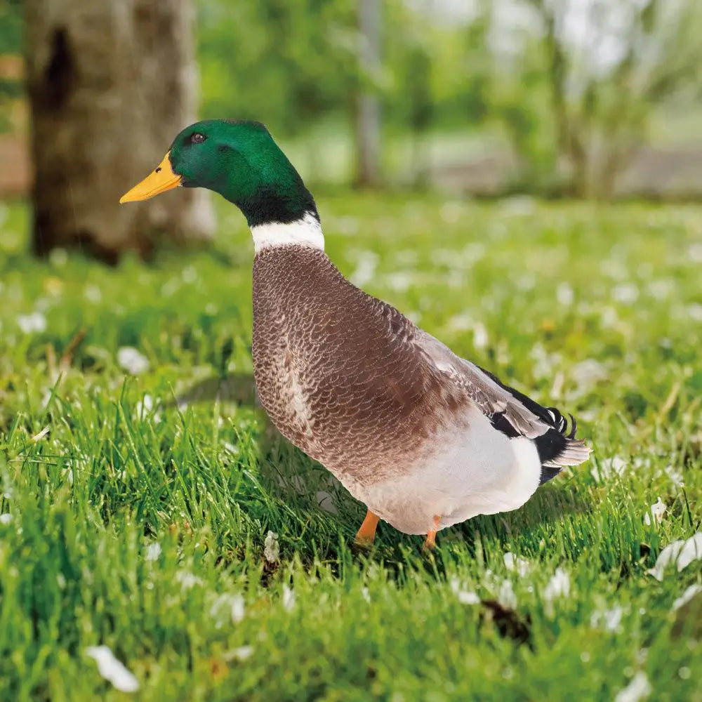Double-Sided Outdoor Duck Garden Decoration