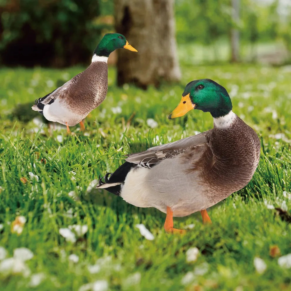 Double-Sided Outdoor Duck Garden Decoration