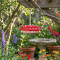 Hummingbird Feeder With Ant Moat lifestyle