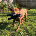 Durable Plush Dog Bear lifestyle