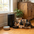 Large Automatic Dog & Cat Food Feeder lifestyle