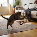 Interactive Flapping Bird Cat Toy lifestyle