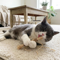 Natural Silvervine Cat Chew Toy lifestyle