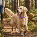 Pheromone Calming Collar lifestyle
