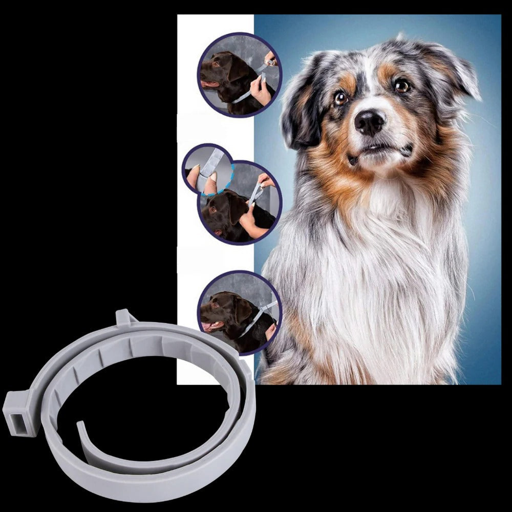 Adjustable Pet Collar for Dogs & Cats