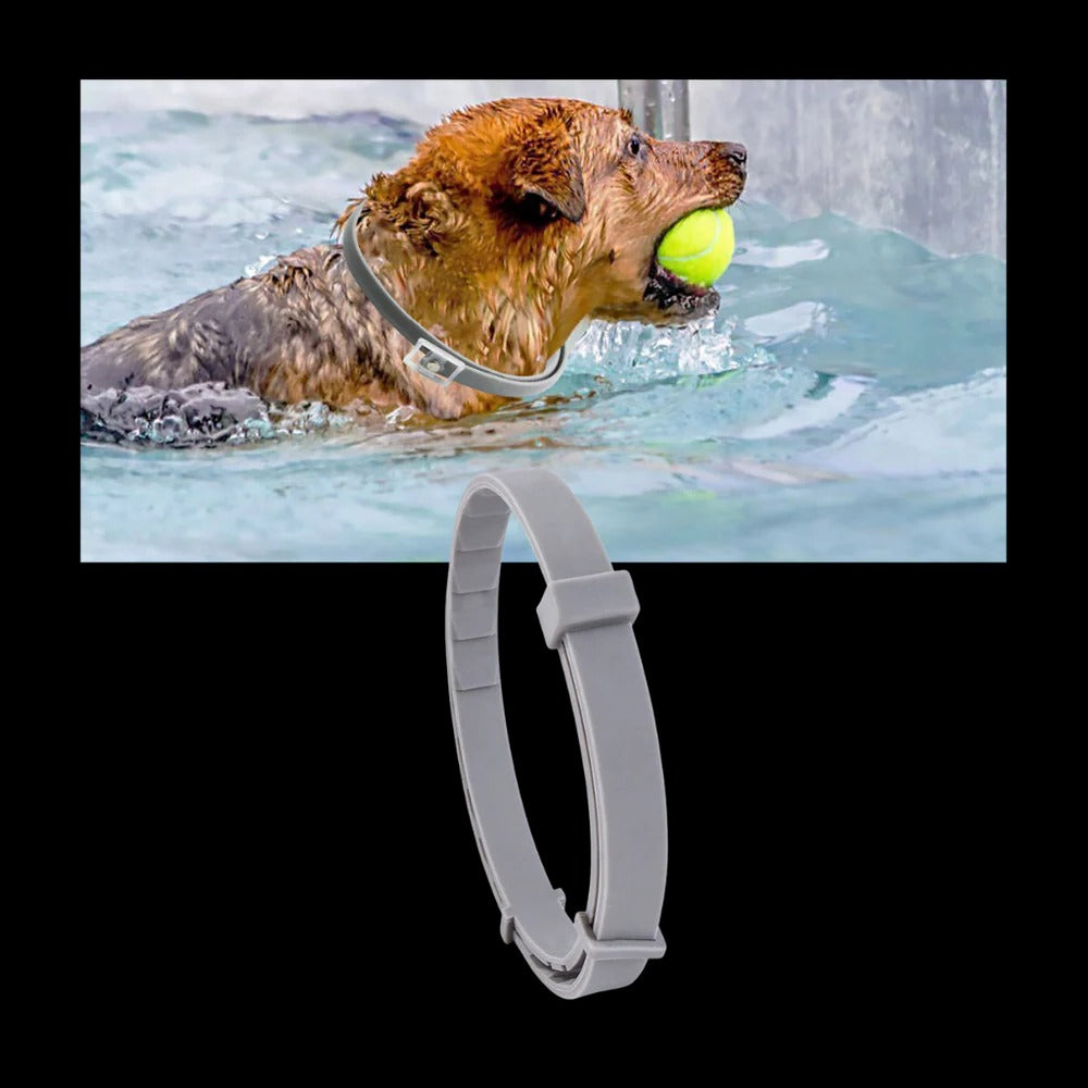 Adjustable Pet Collar for Dogs & Cats