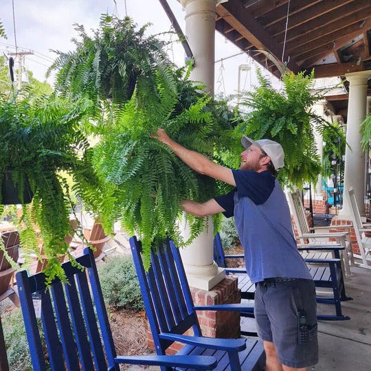 UV-Resistant Artificial Boston Fern