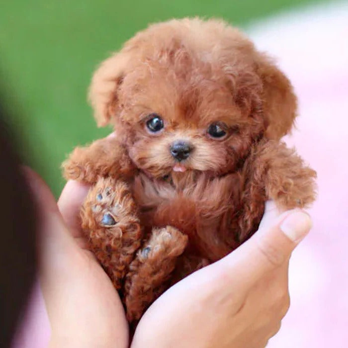 Robot Puppy Interactive Toy for Kids