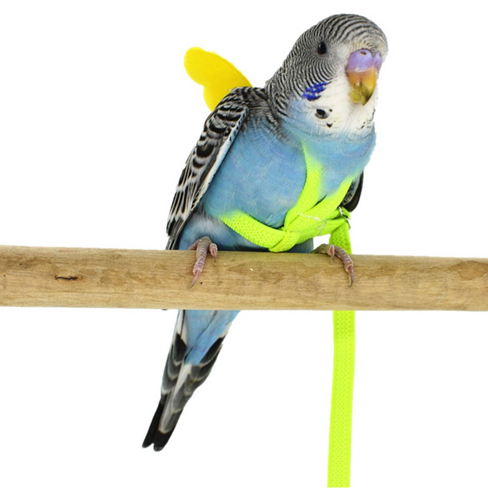 Parrot Bird Harness with Leash