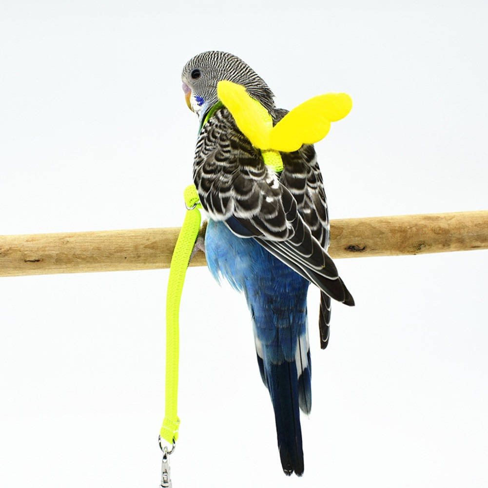 Parrot Bird Harness with Leash