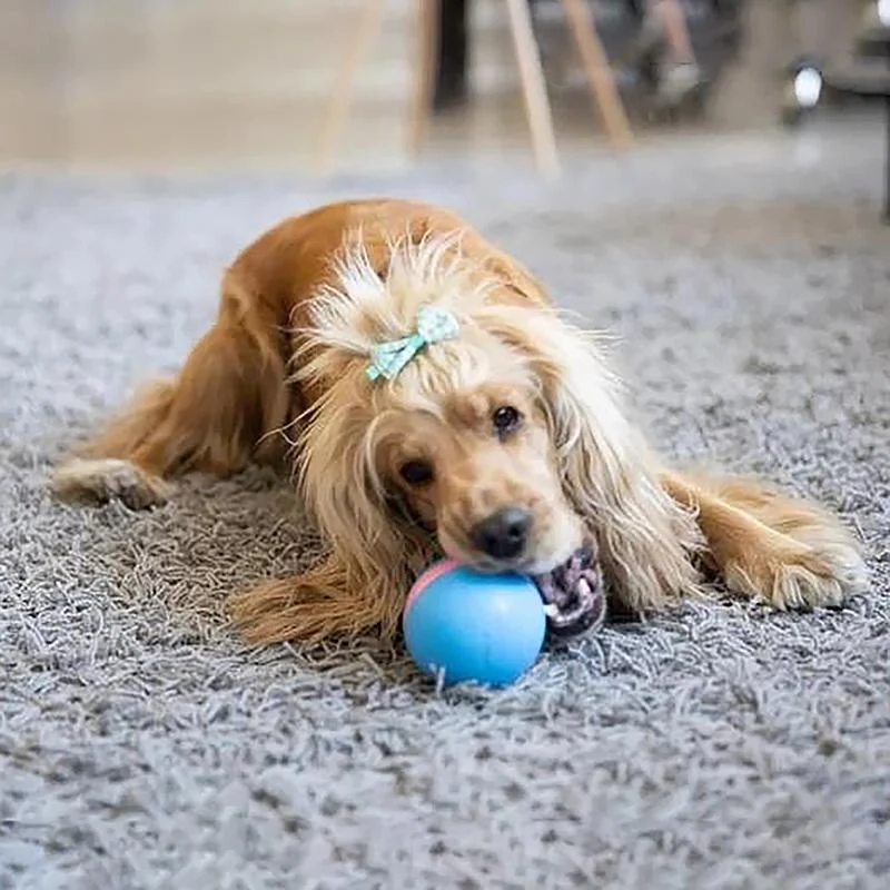 Magic Motion Ball Interactive Pet Toy